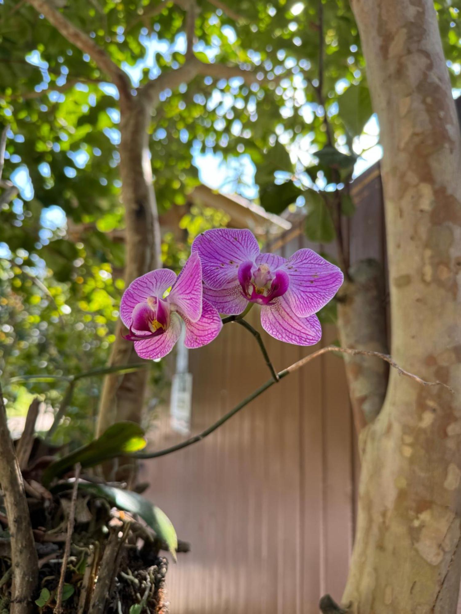 Morada Das Orquideas Guarda do Embaú Extérieur photo